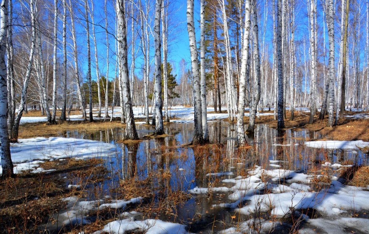 Лес ранней весной