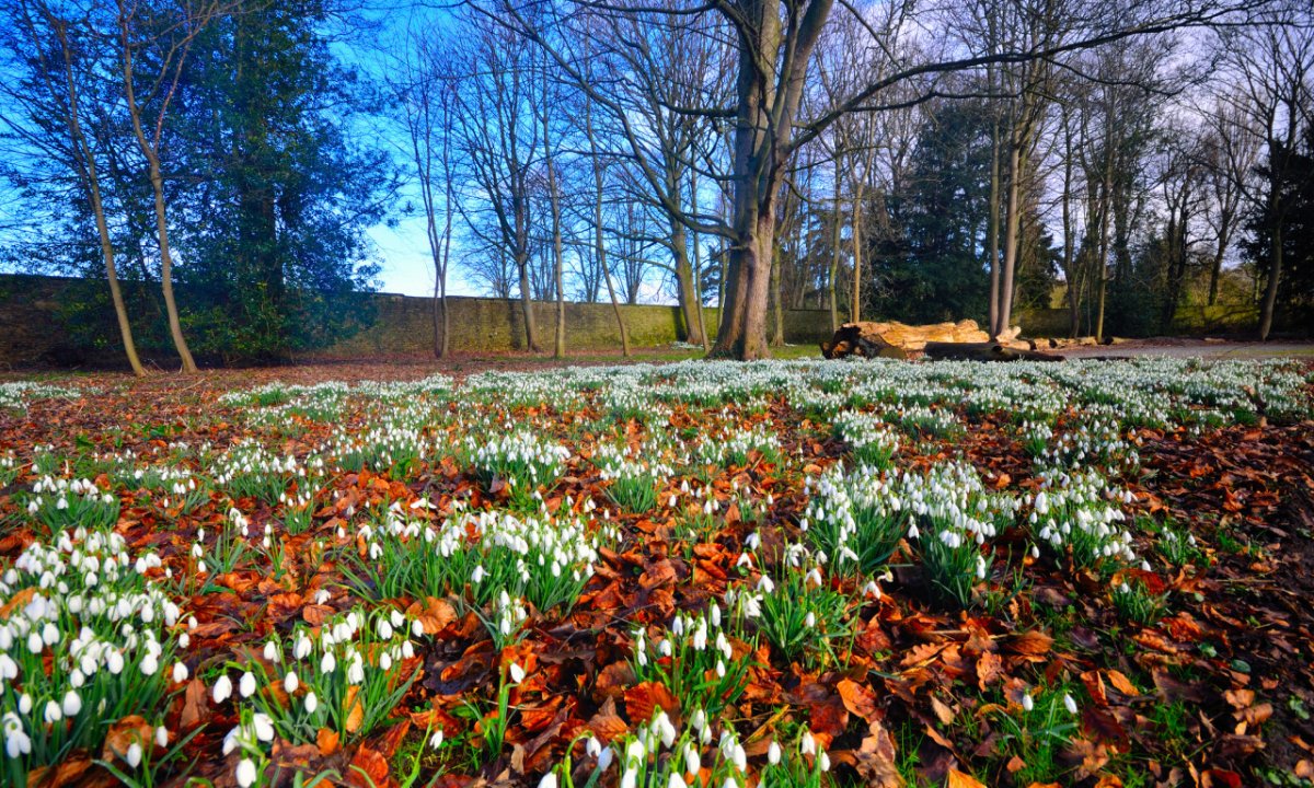 Пролеска Поляна