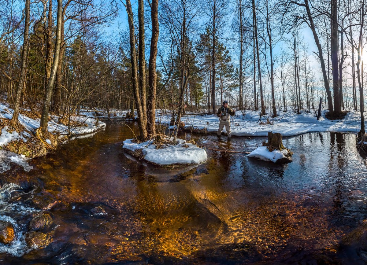 Лесной ручей в Ленинградской области