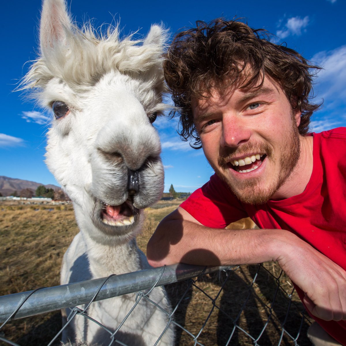 Прикольные картины с животными