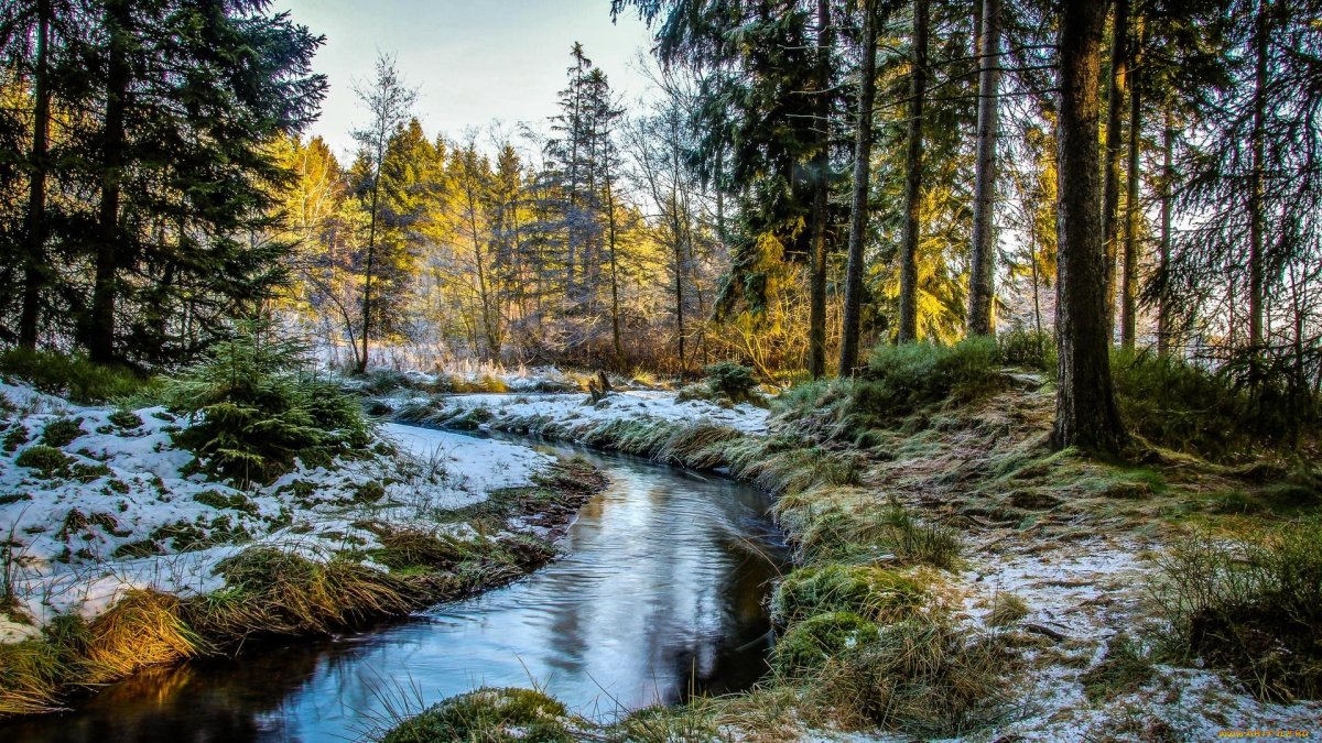 Природа лес река