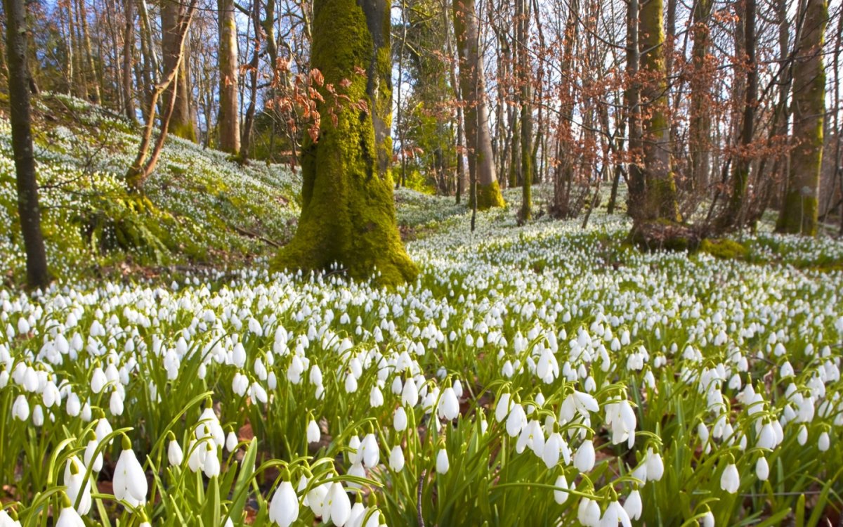 Весенняя природа