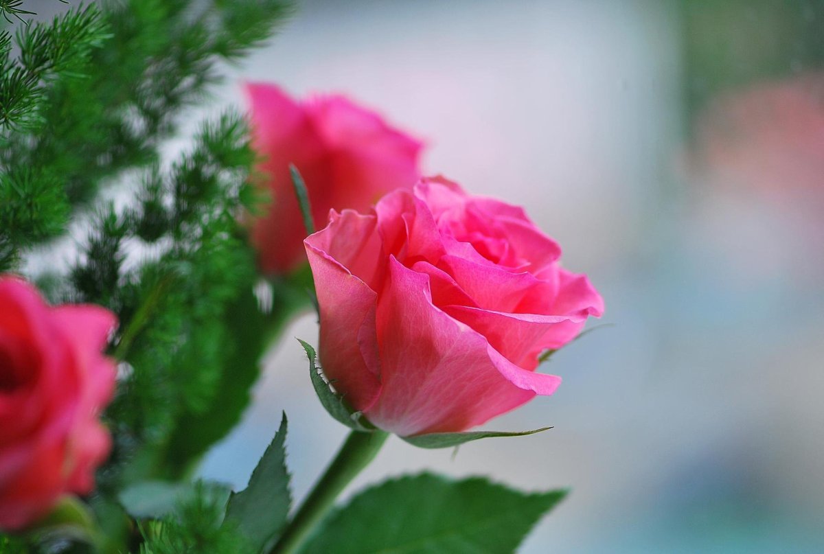 Прекрасного выходного дня фото