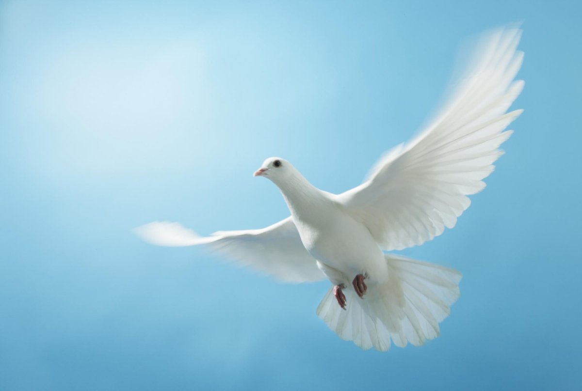 Летающий голубь