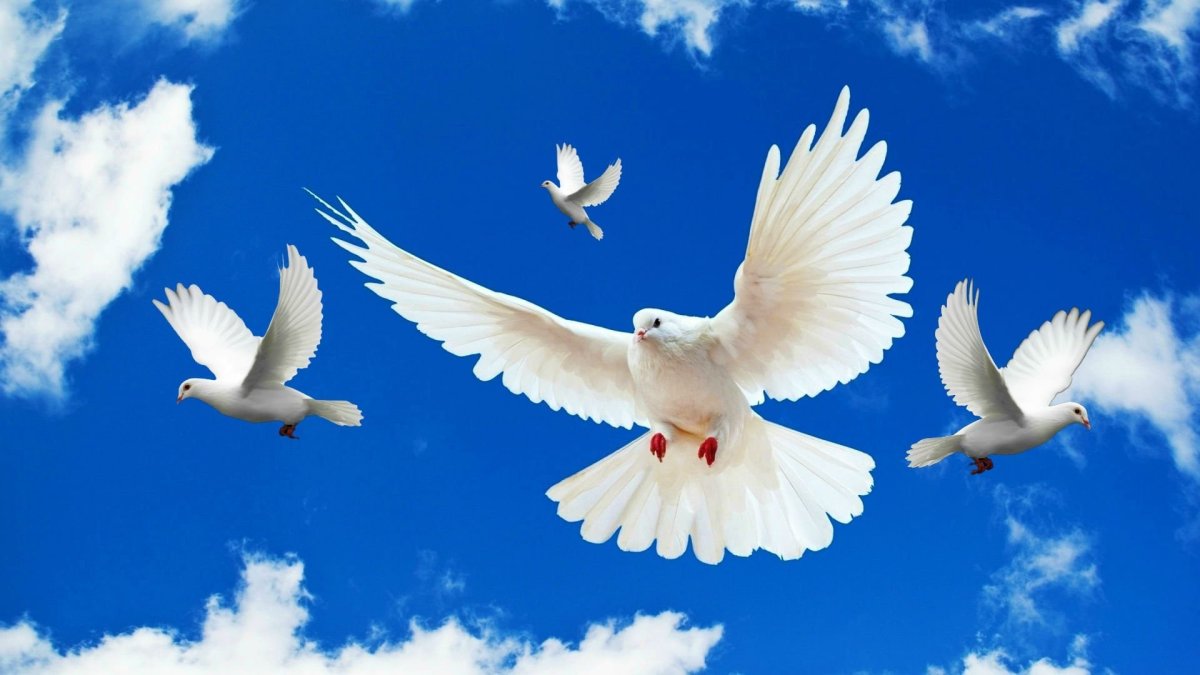 Акция голубь мира