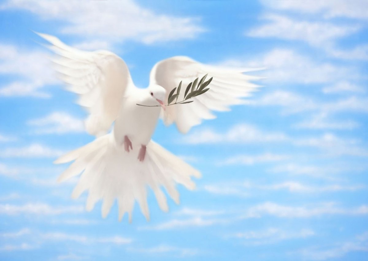 Голуби на окна цветные