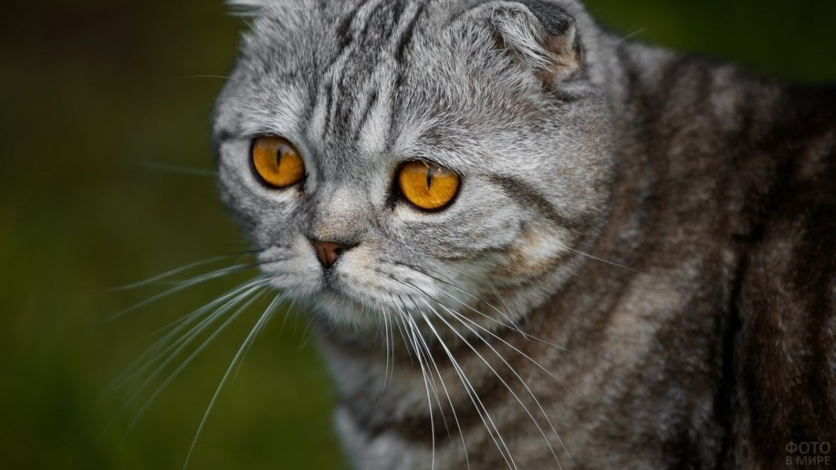 Шотландская вислоухая кошка морда