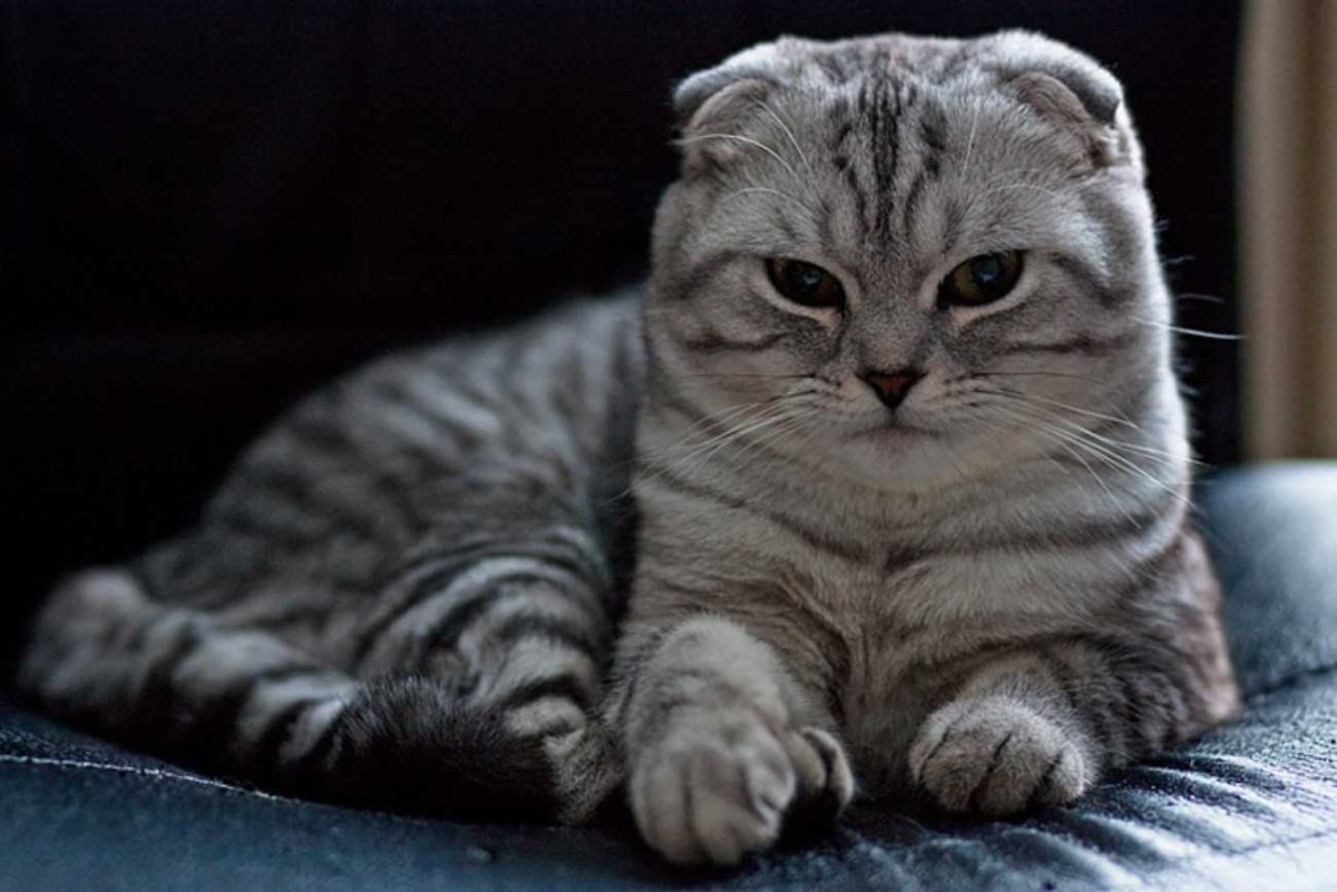 Шотландские вислоухие коты