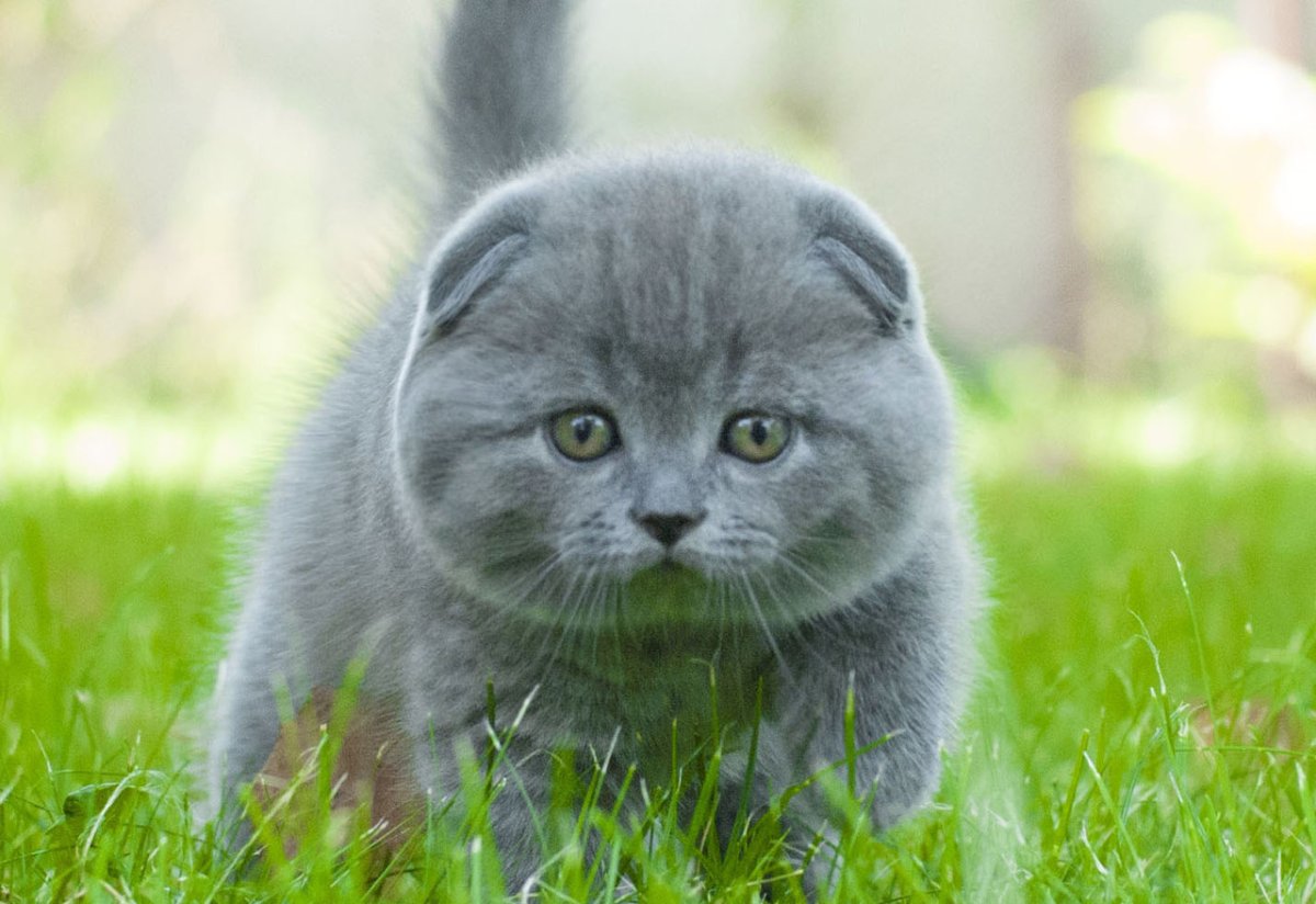 Скоттиш фолд полосатый