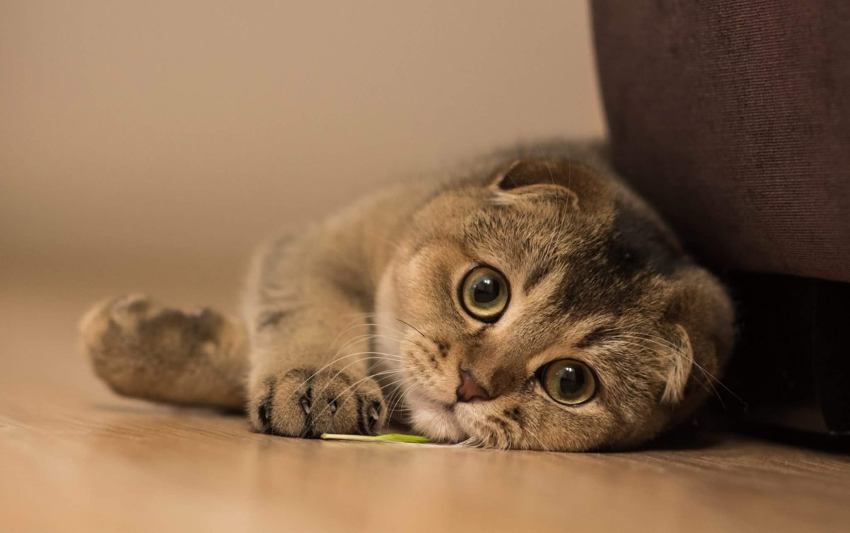 Скоттиш-фолд Шотландская вислоухая кошка характер