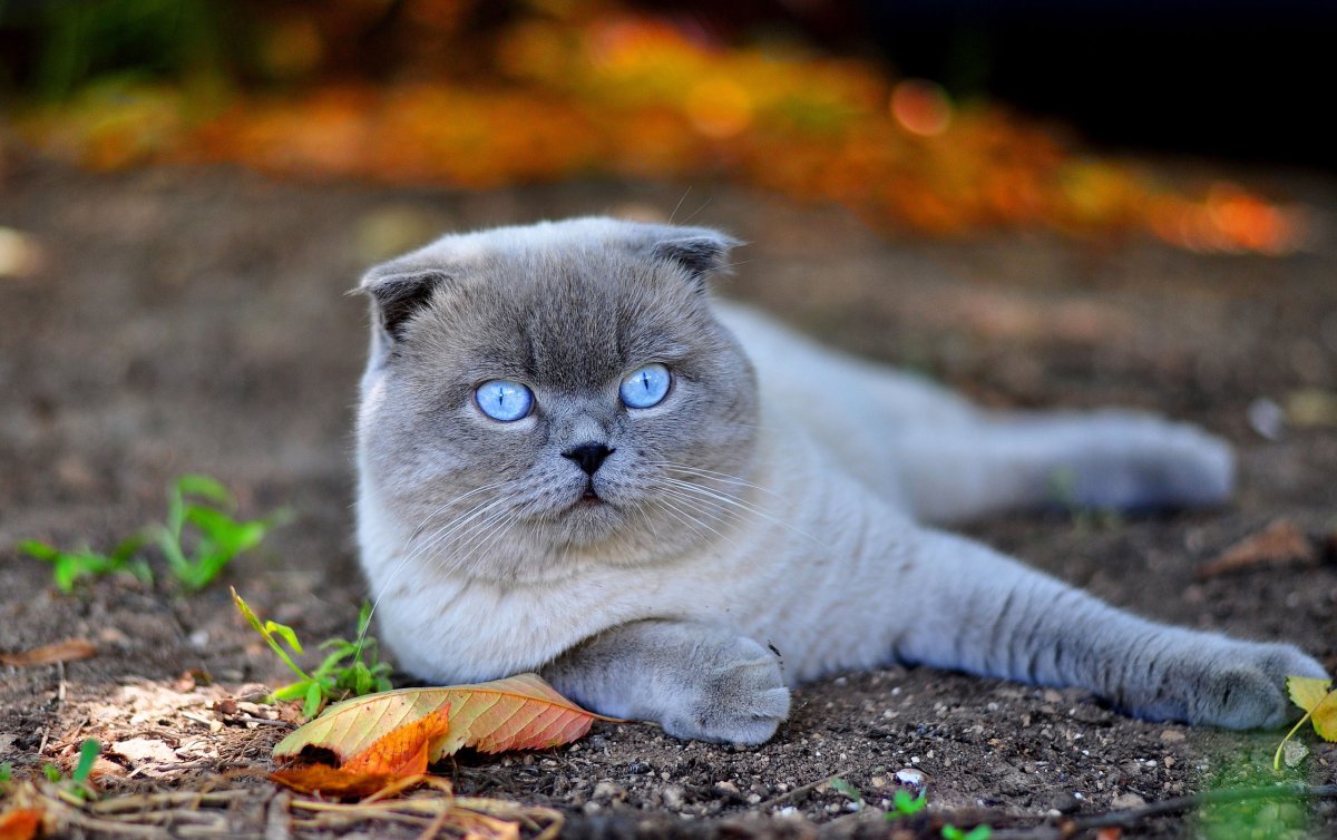 Скоттиш-фолд Шотландская вислоухая кошка серая