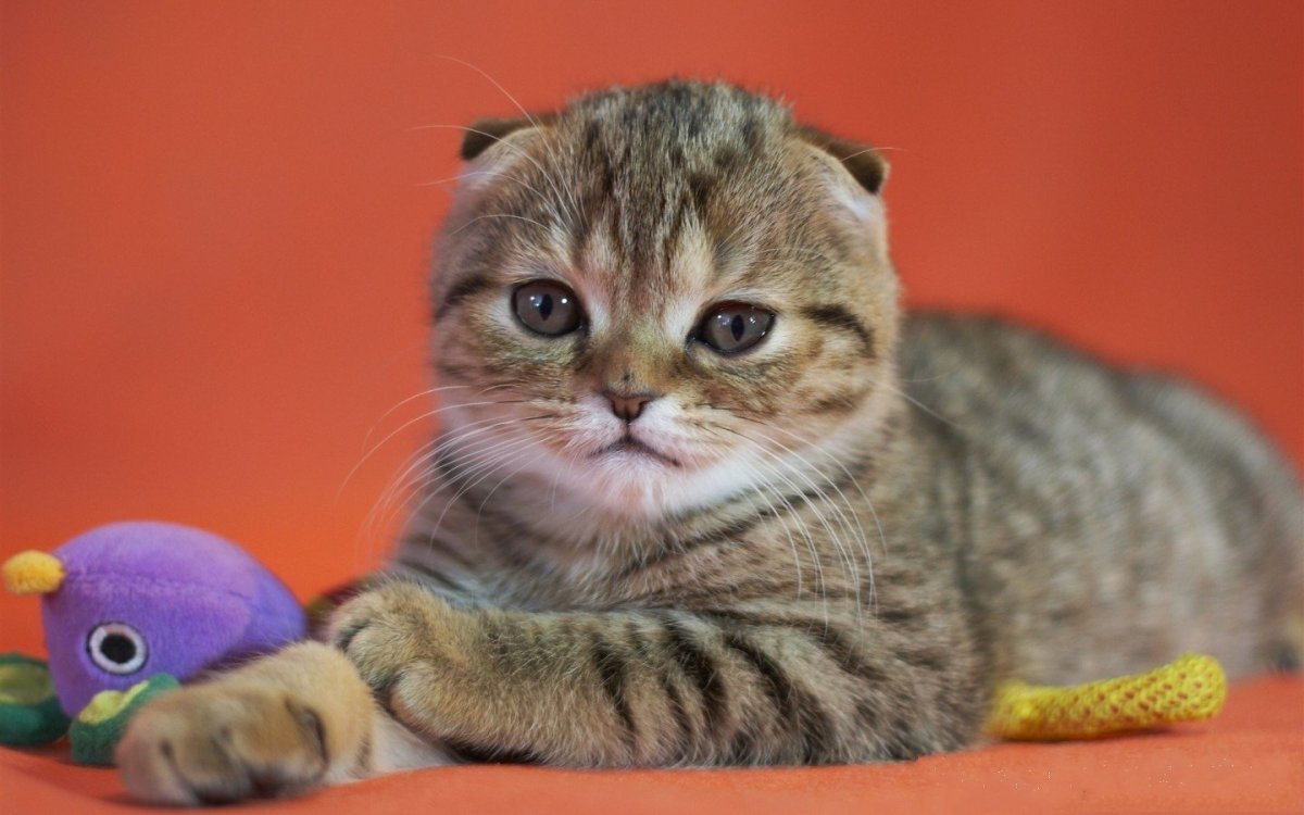 Шотландский вислоухий кот