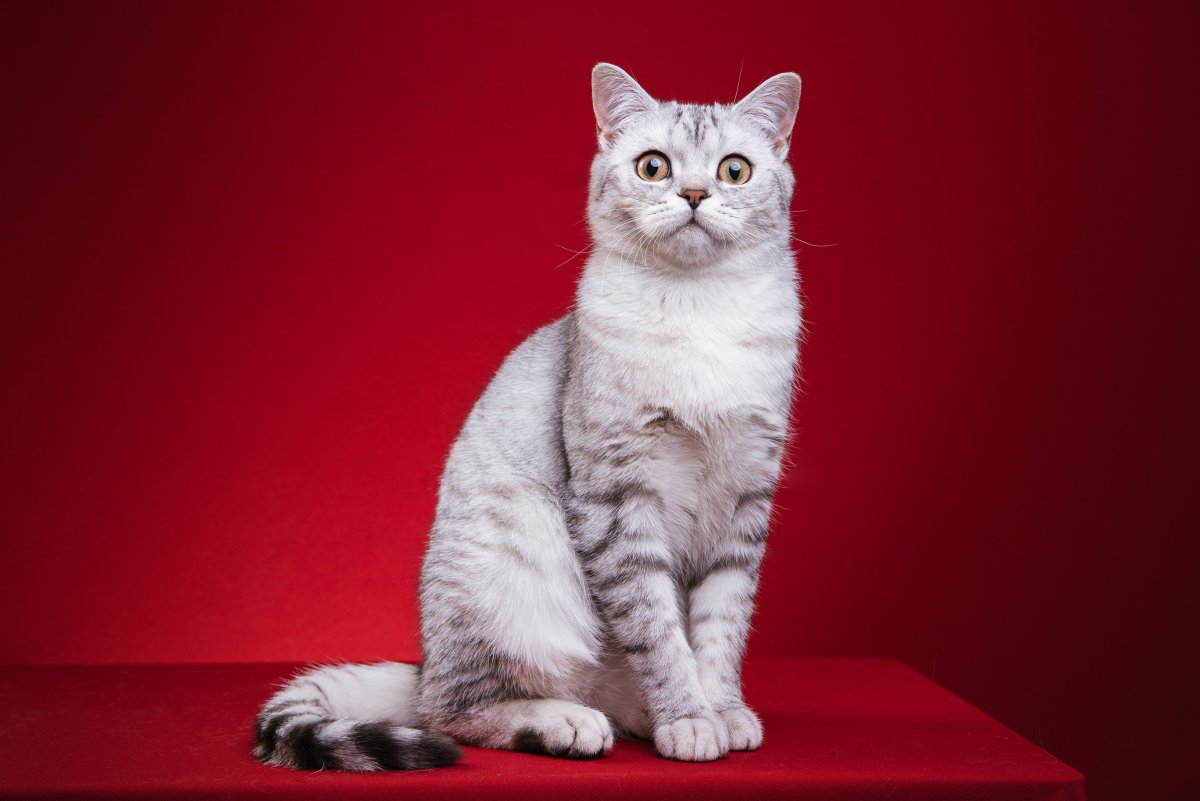 Вислоухая Шотландская кошка сера белая