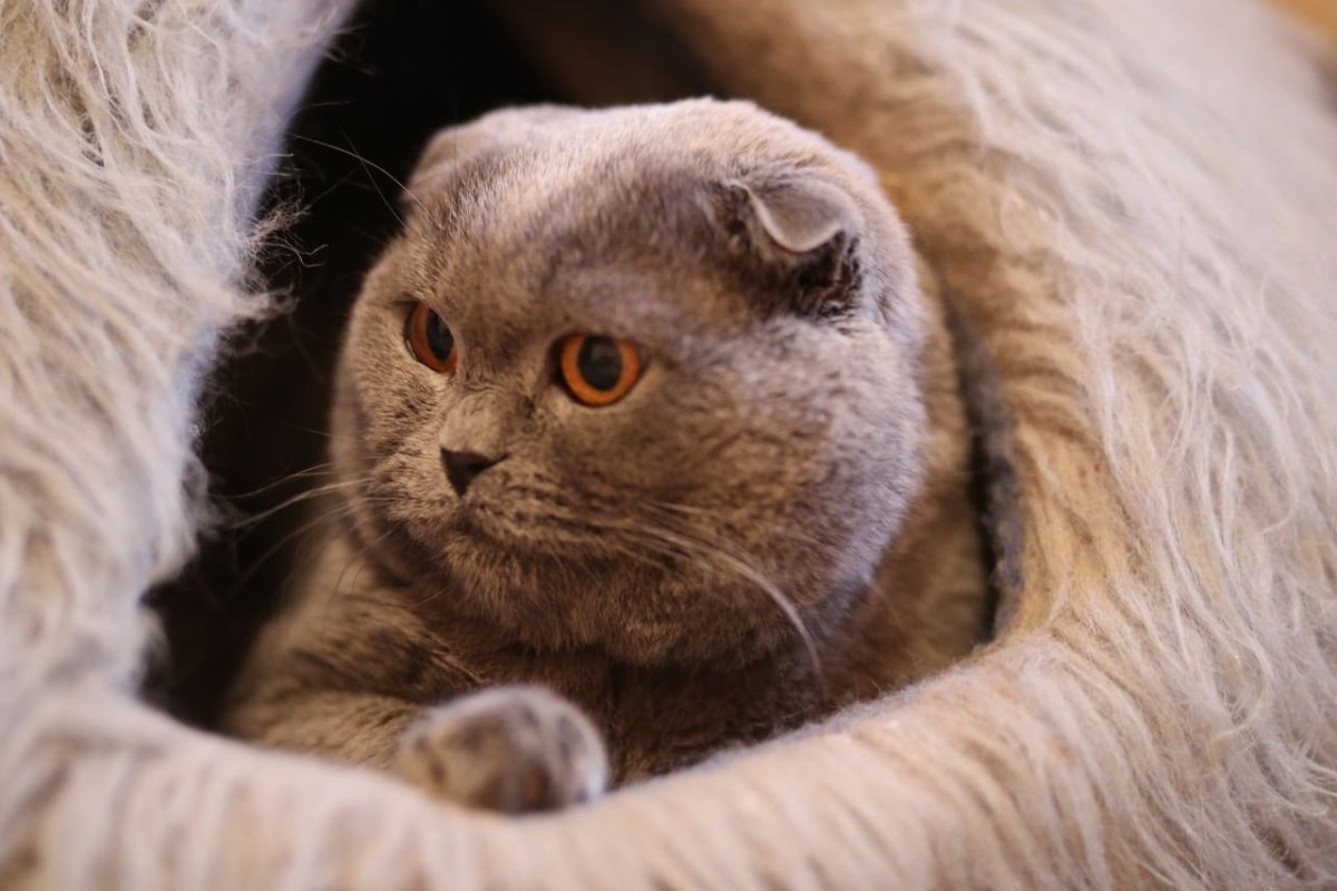 Шотландские вислоухие коты