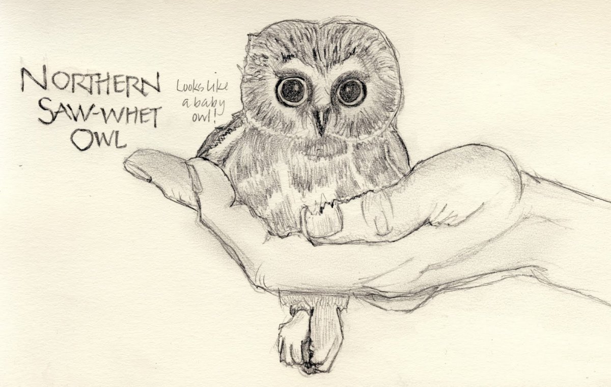 Любопытный совёнок рисунок сетч