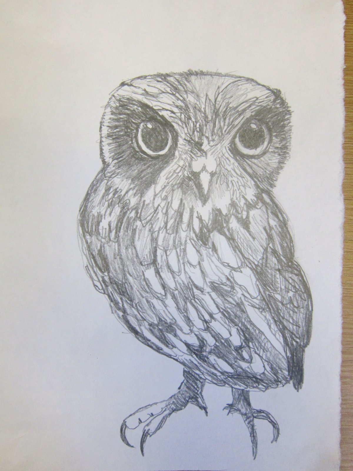 Сова карандашом