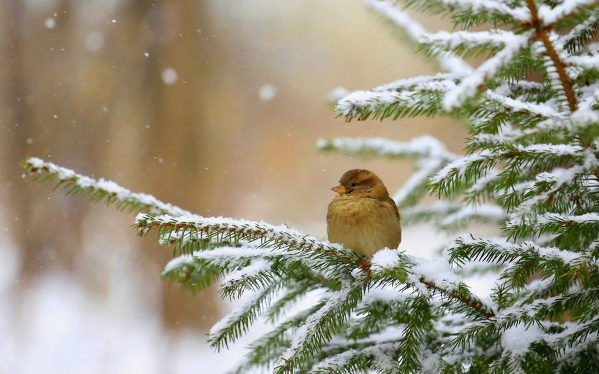 Снежное утро