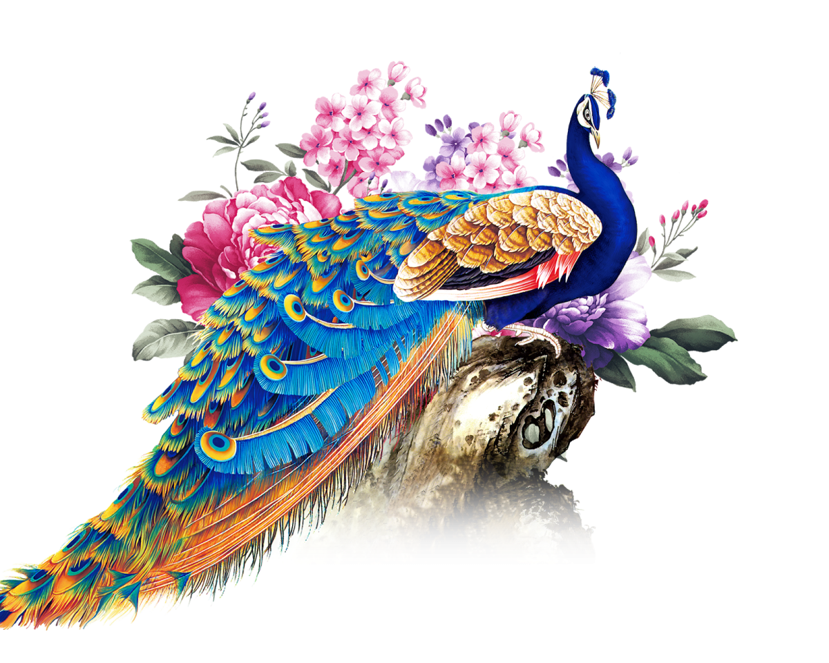 Павлины на белом фоне