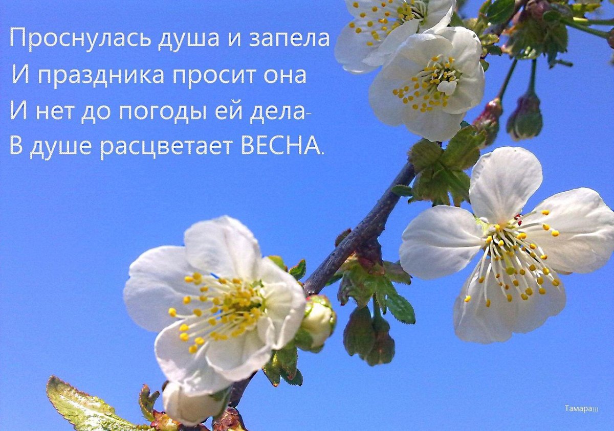 Учись у весны Расцветай