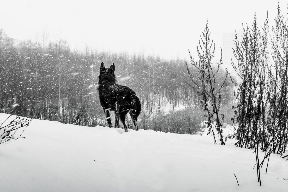 Зов фильм 2020