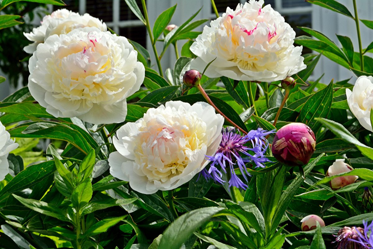 Don Richardson пион