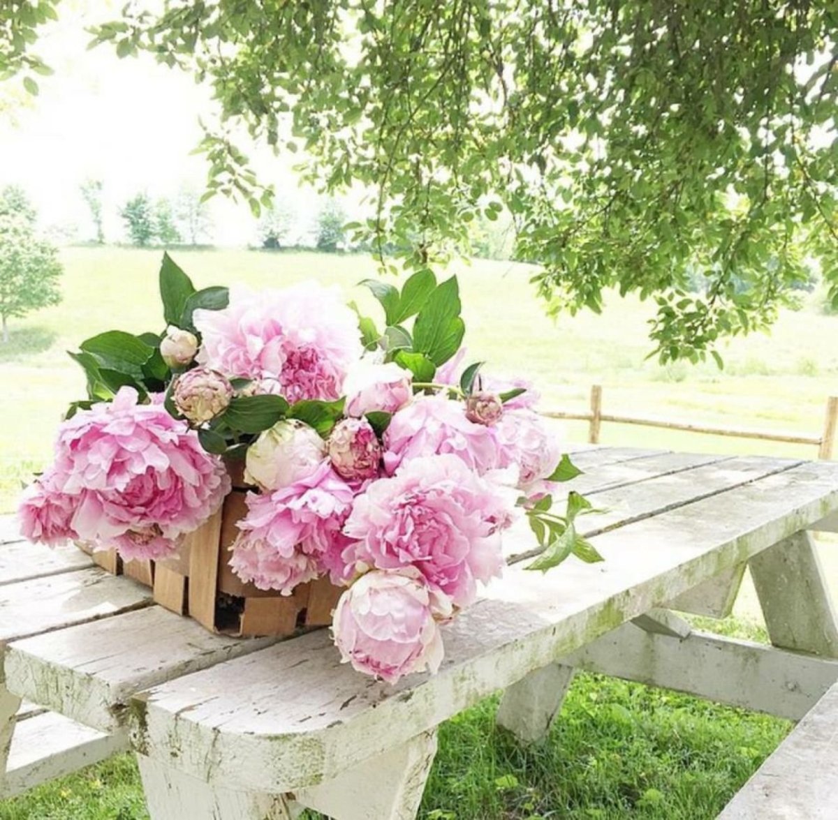 Букет пионов в саду
