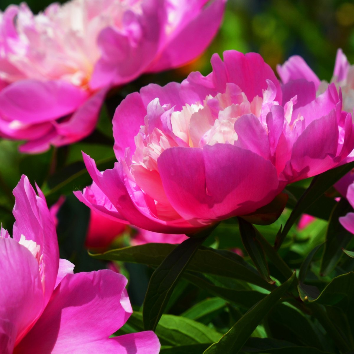 Пион Ивнинг Дрим