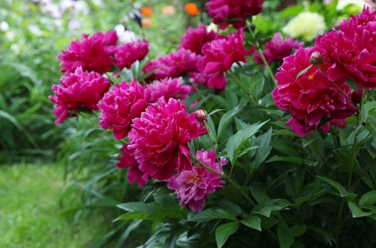 Пион Армистис