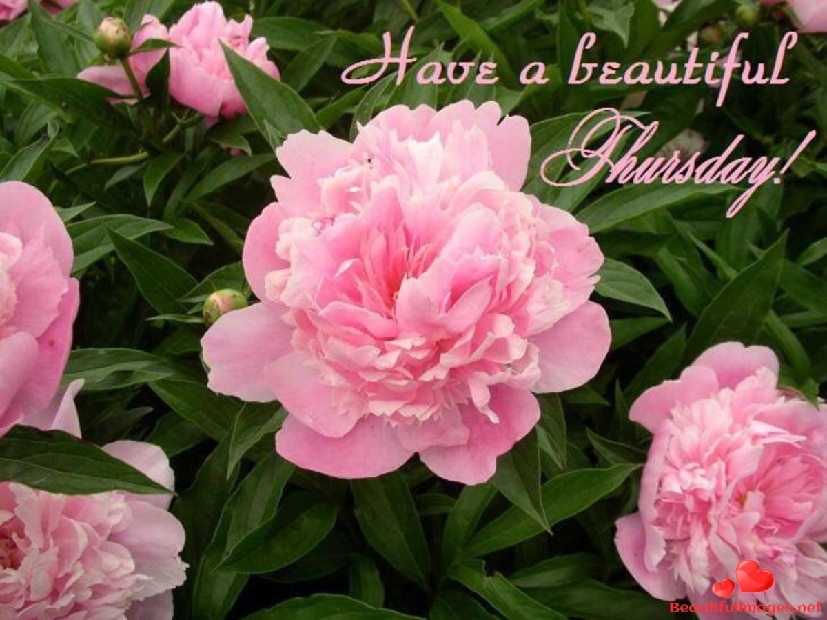 Розовый пион бордер