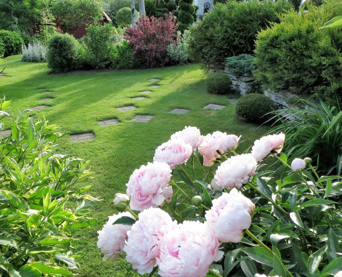 Пион Сара Бернар в ландшафтном дизайне