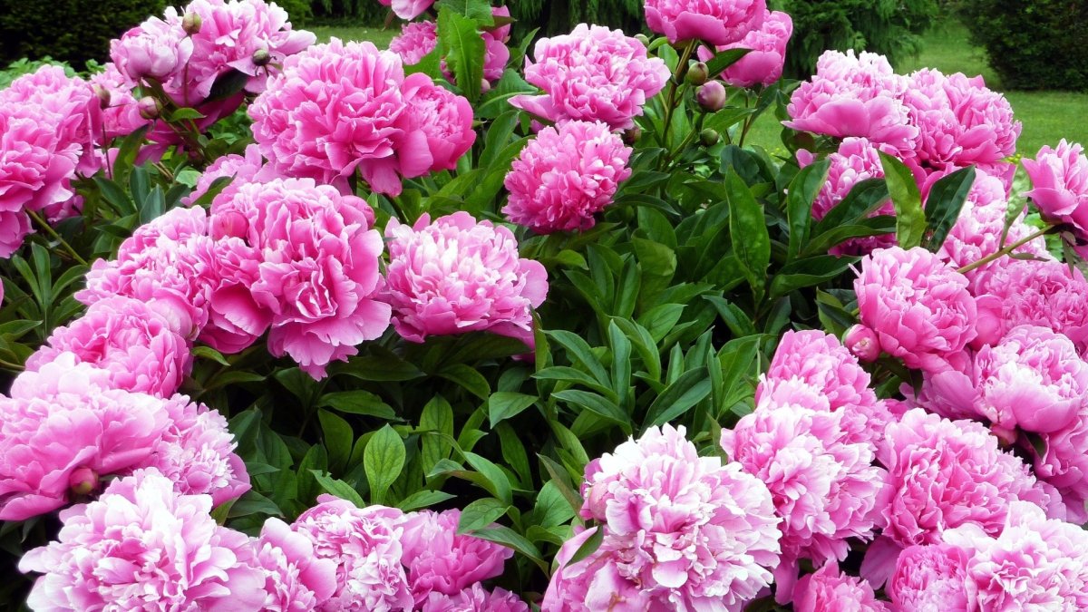 Поляна пионов