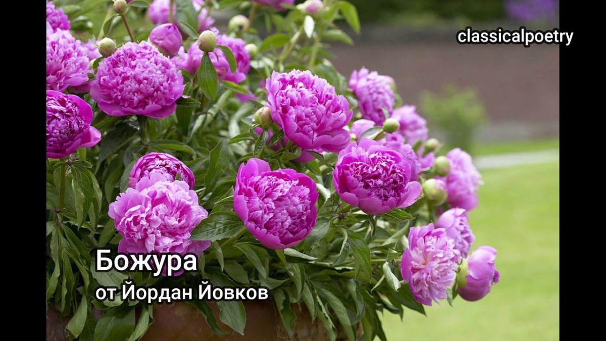 Пион Киевская Русь