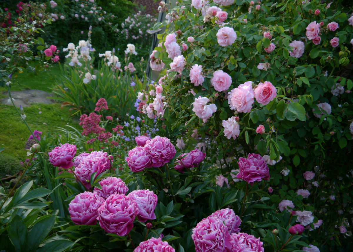 Алтайский пион