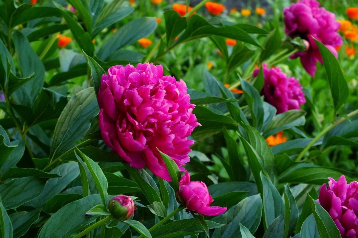 Пион Paeonia