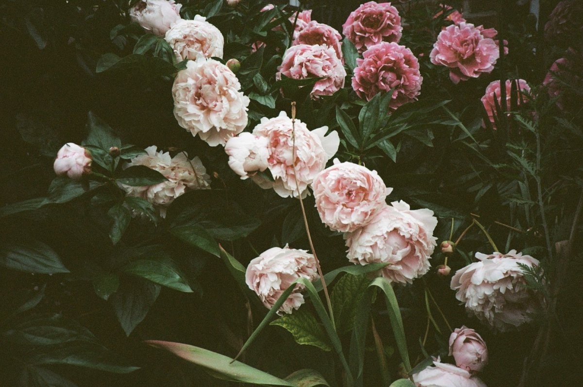 Пионы Эстетика