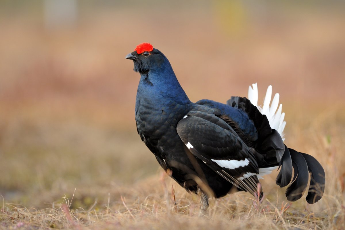 Острохвостый тетерев