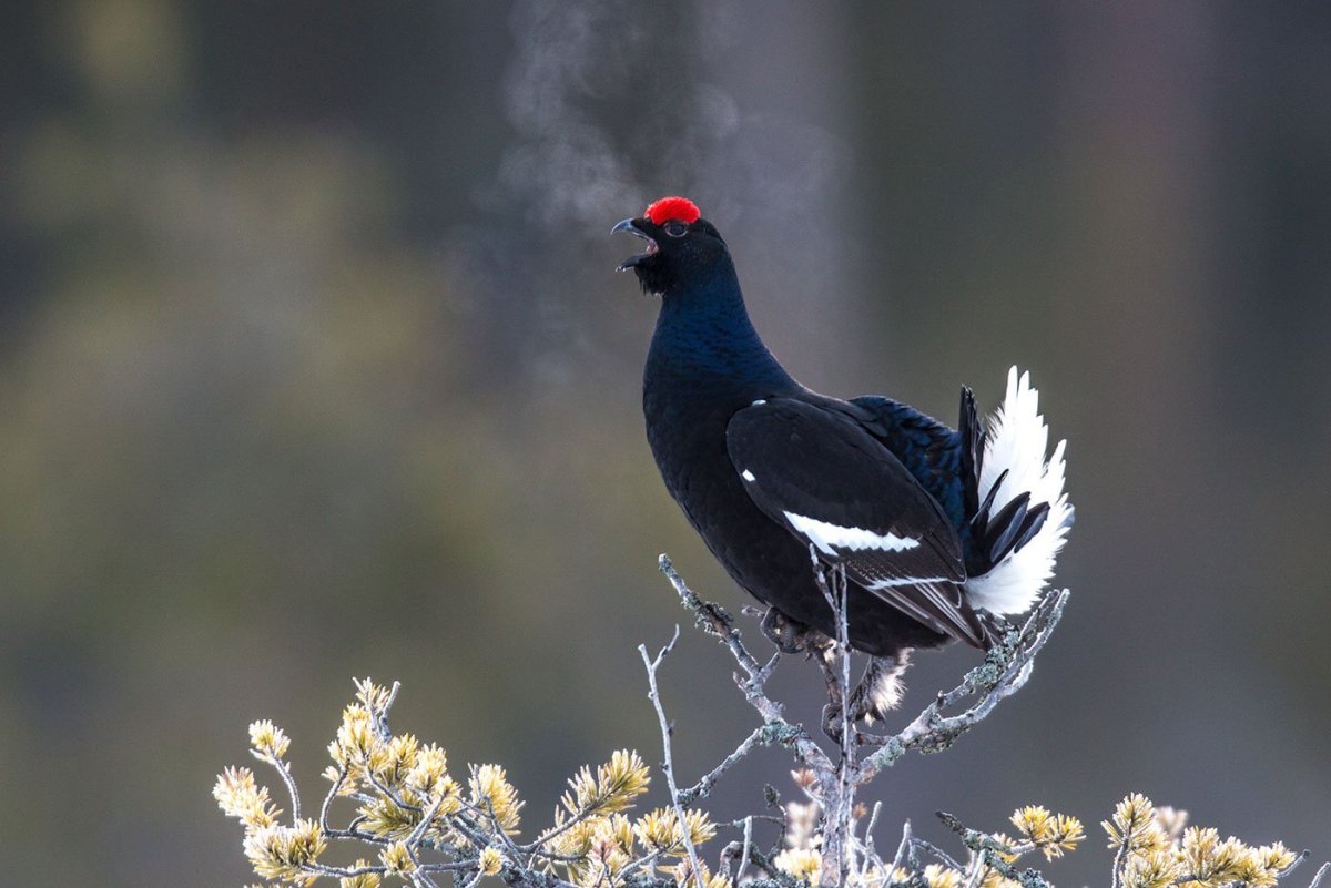 Тетерев Сибирский