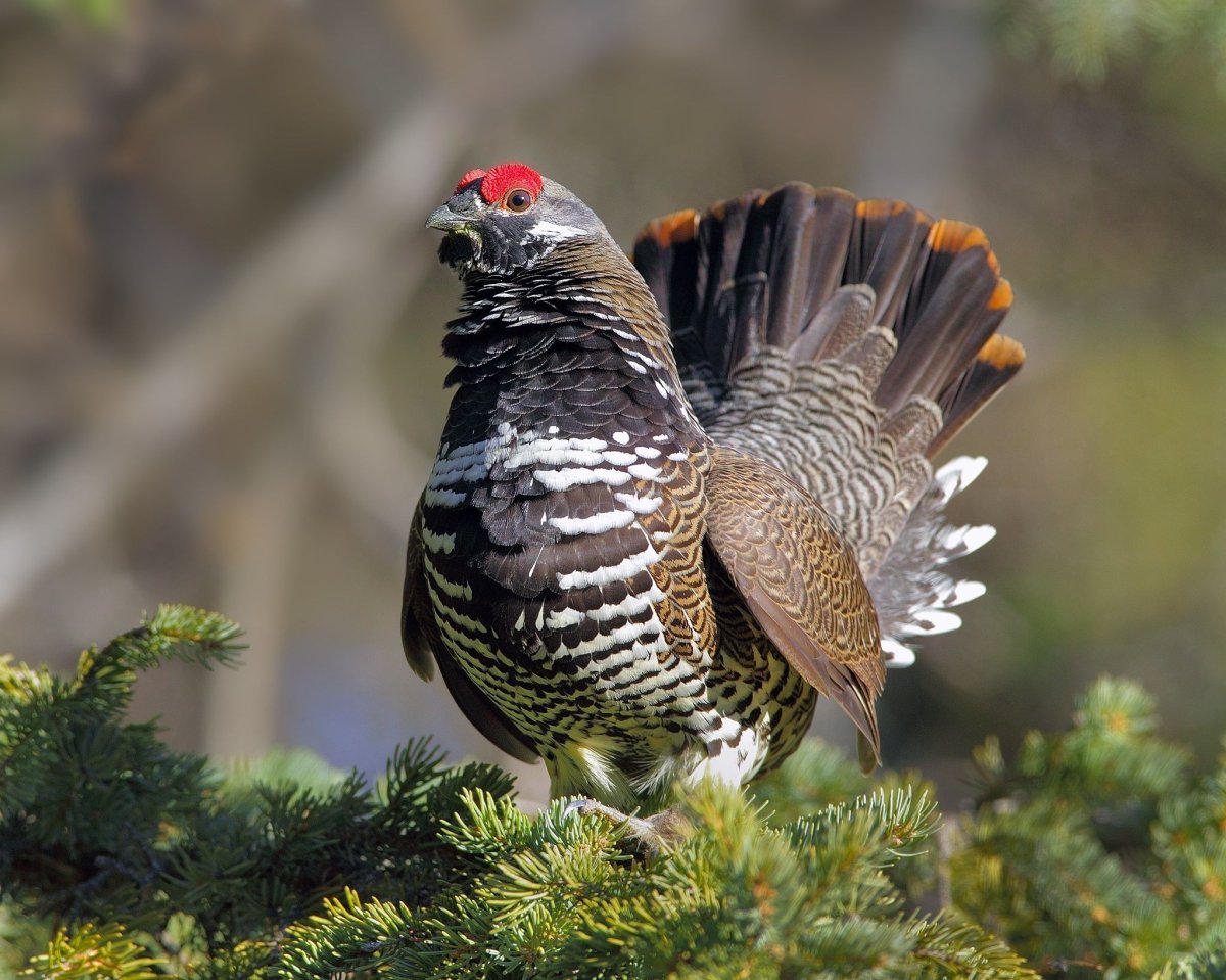 Глухарь тетерев фазан