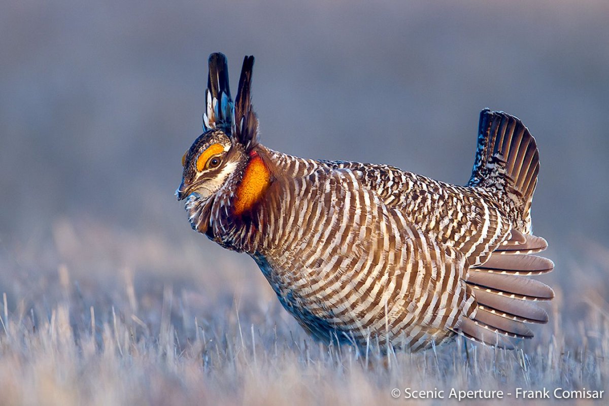 Глухарь птица фото самка