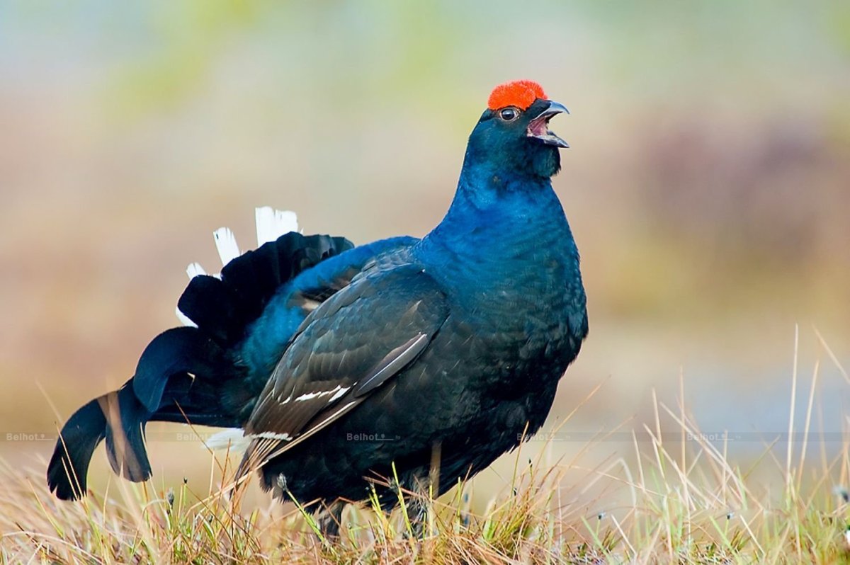 Михаил тетерев