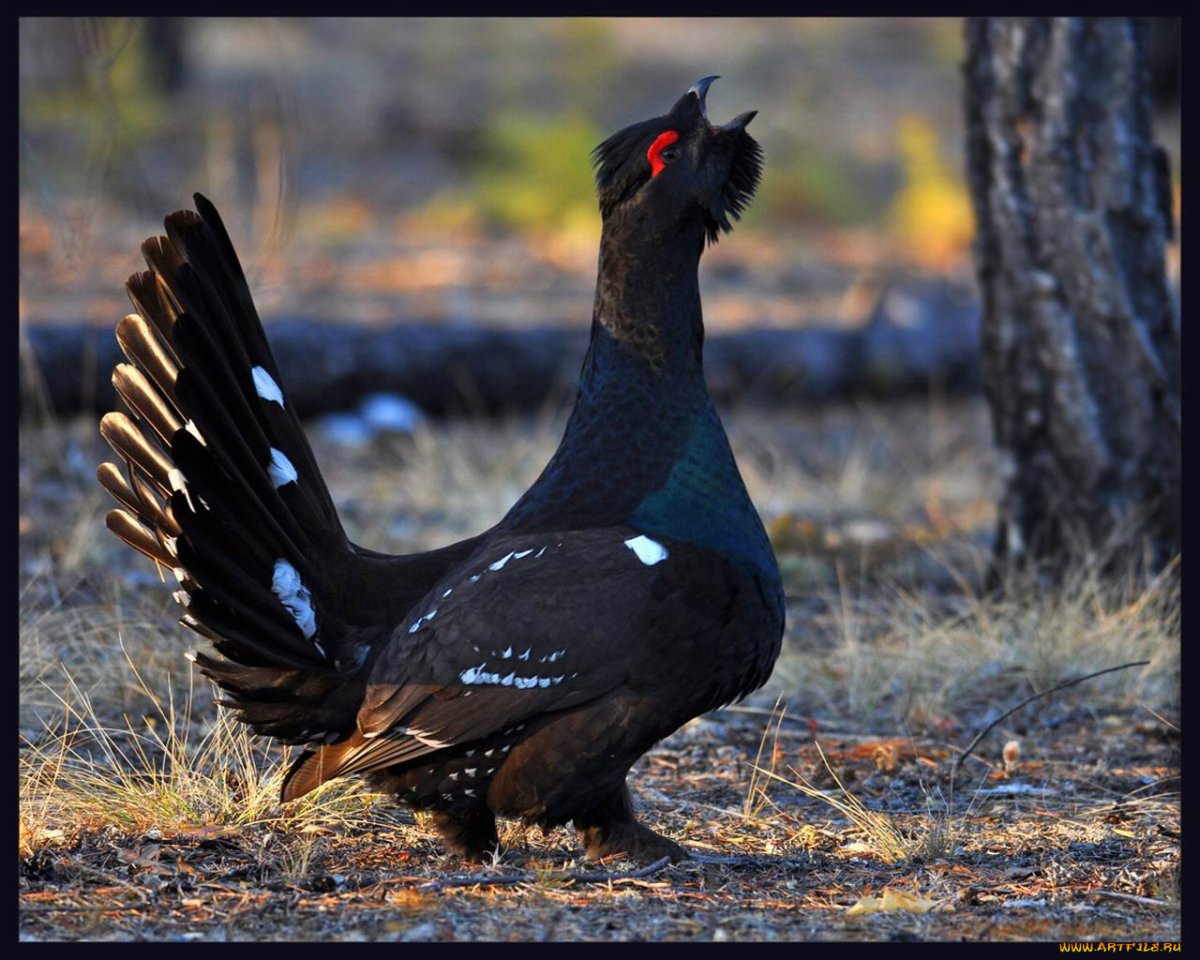 Куропатка дикуша