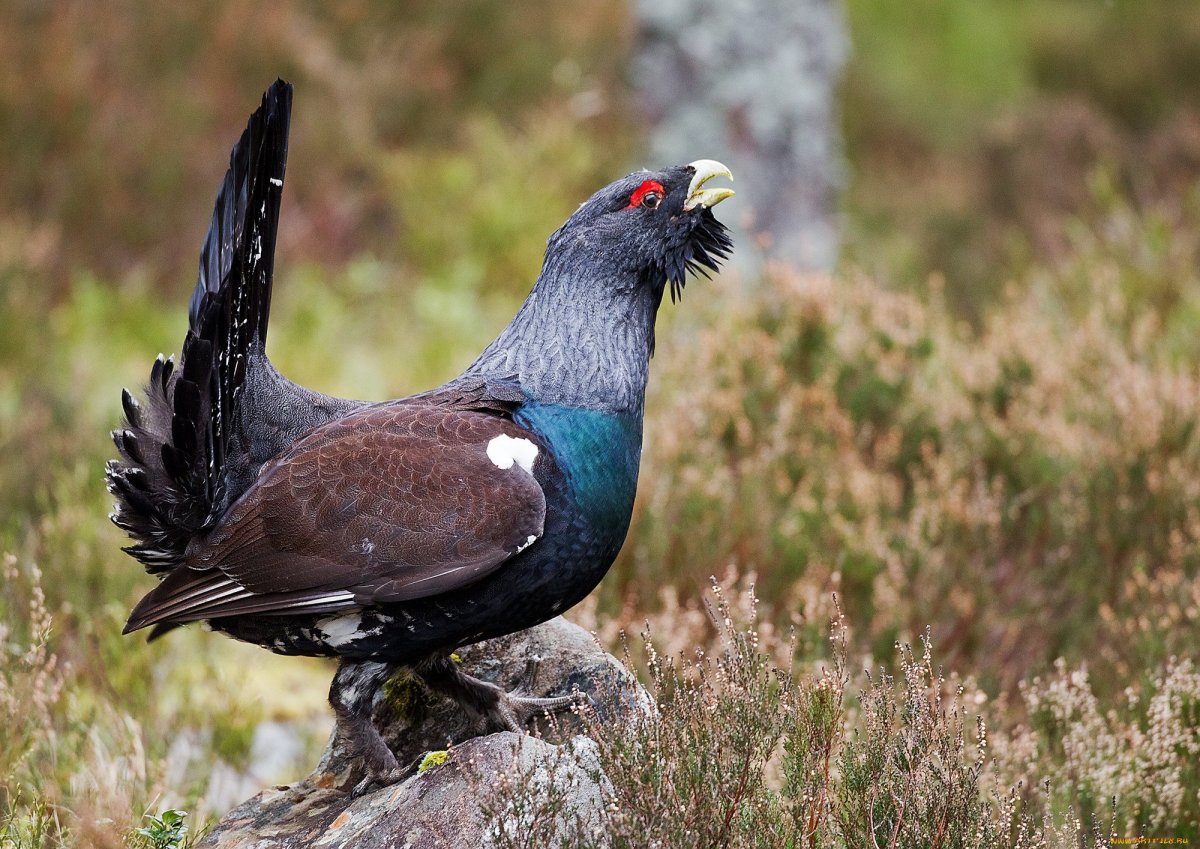 Кавказский тетерев