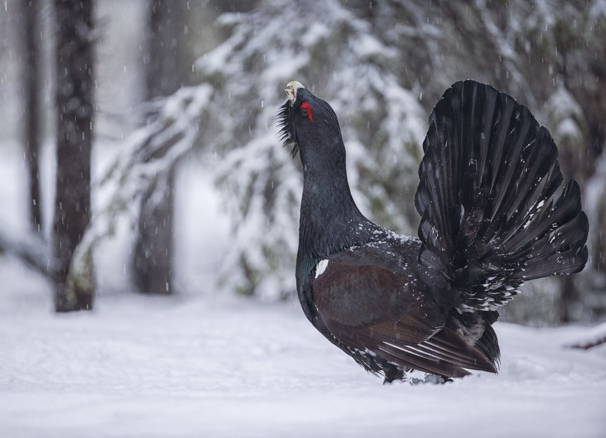 Сергей тетерев фотограф