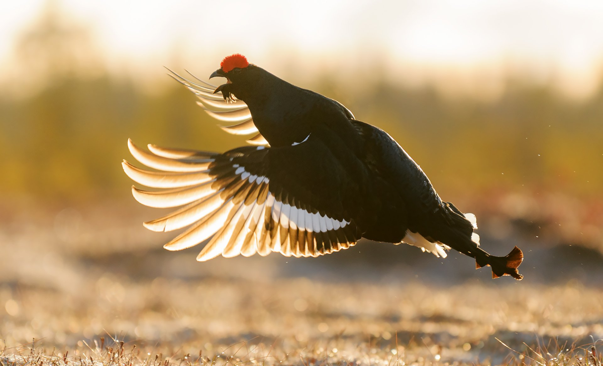 Кавказский тетерев