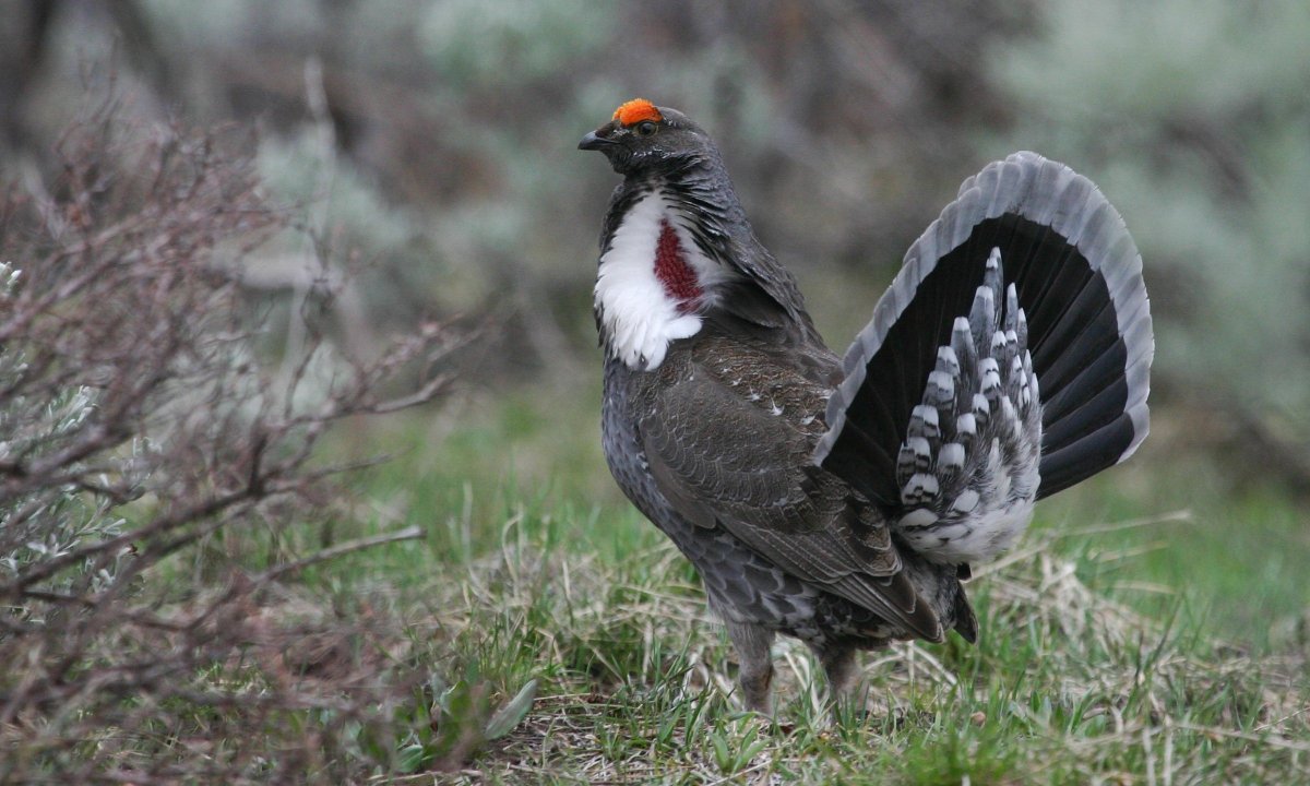Тетерев шалфейный (Centrocercus urophasianus)