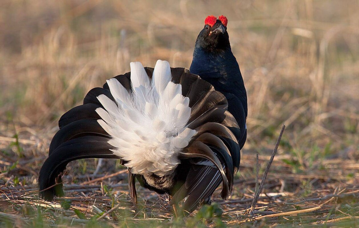 Глупый тетерев
