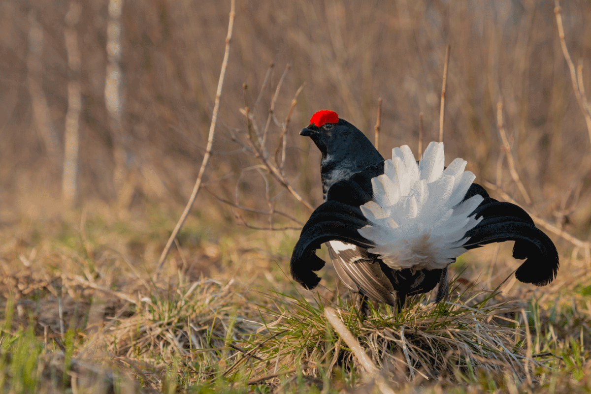 Шалфейный тетерев самка