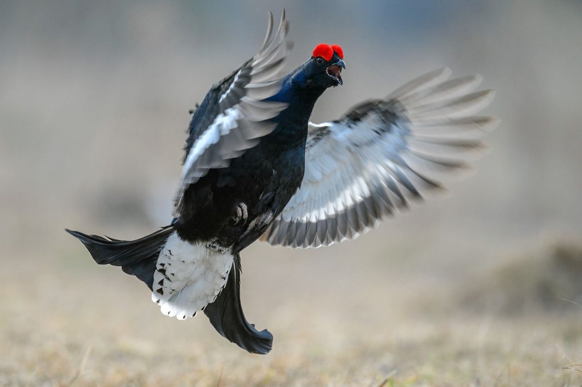 Краснобровый тетерев