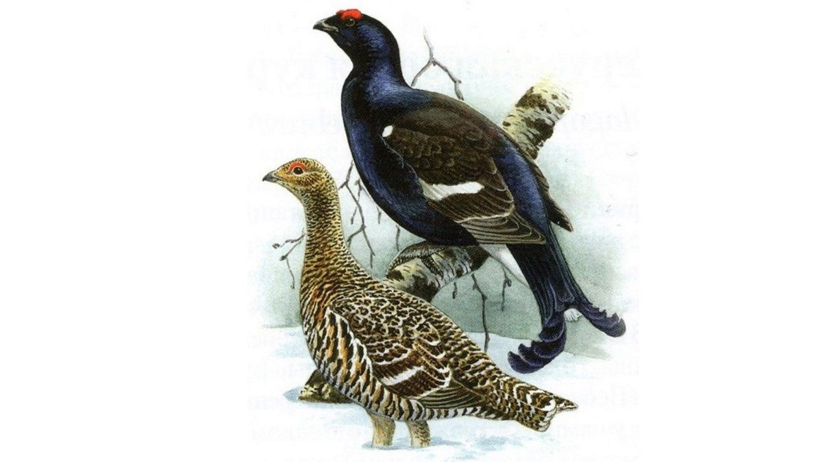 Archibald Thorburn птицы осень