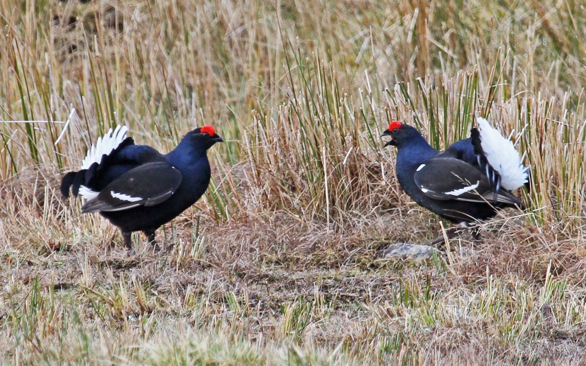 Сибирский тетерев Косач